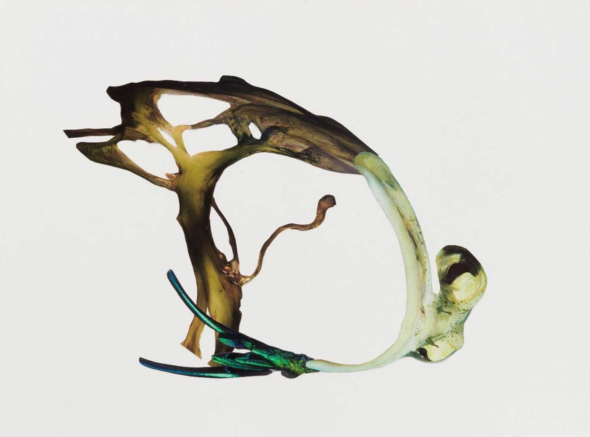 D15 La Intermundial Holobiente letter D holobiente photo Clauda Fontes and Bernard G Mill courtesy river hummingbird toad WEB