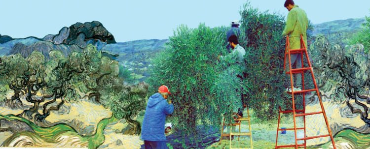 Qo F Hawajri Olive Picking Vincent Van Gogh 1889 2010 2013 photo courtesy of the artist